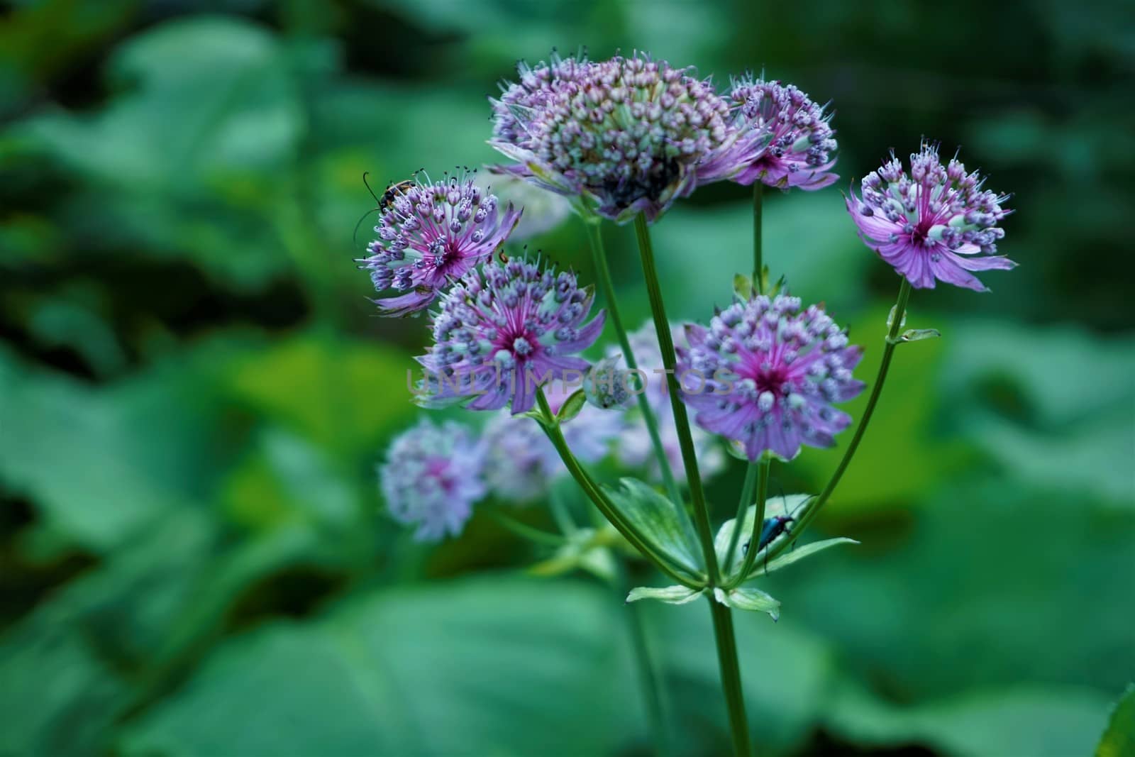 Astrantia major blossoms with bugs in Slovenian forest
