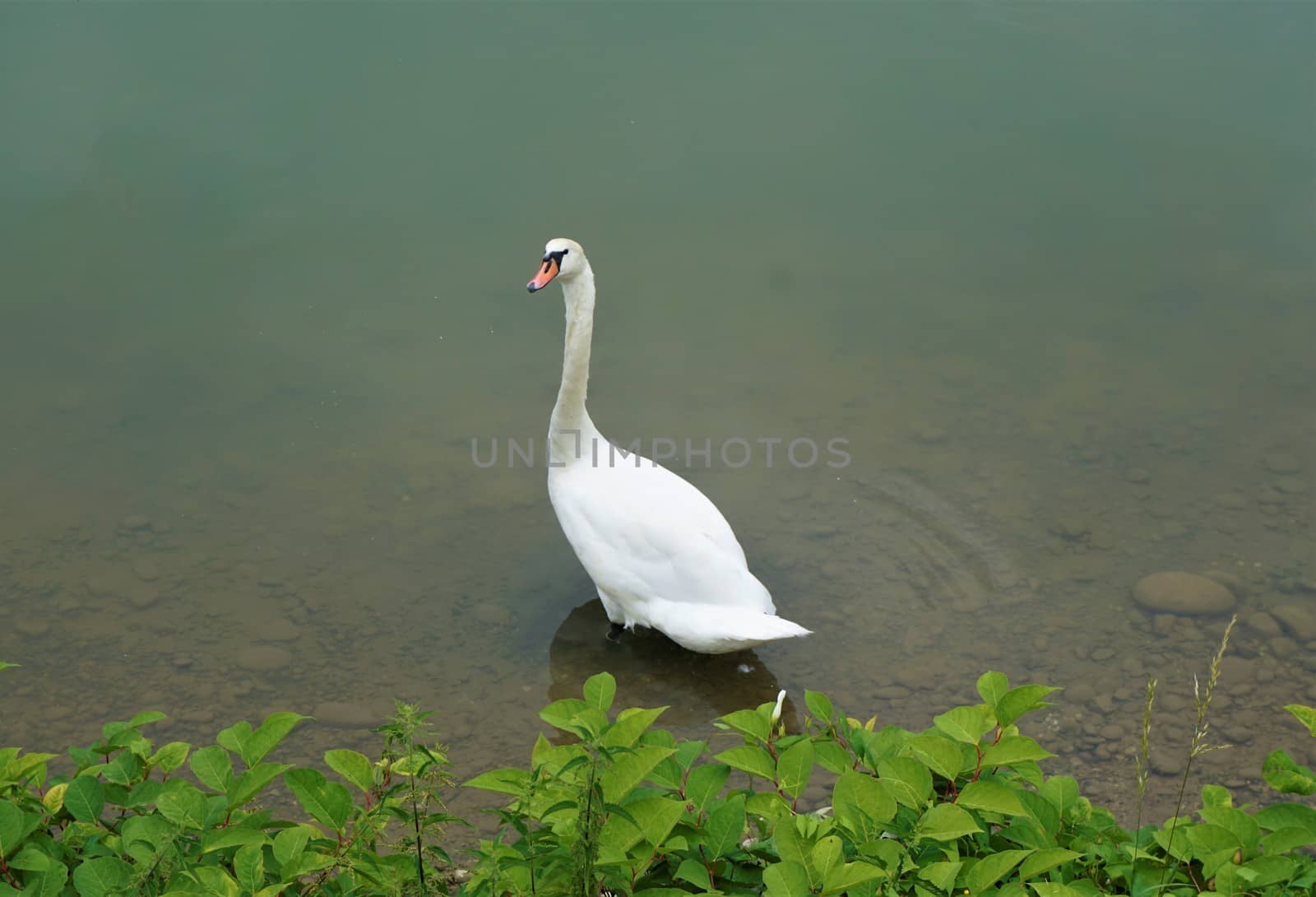Mute swan standing in the Drava river by pisces2386