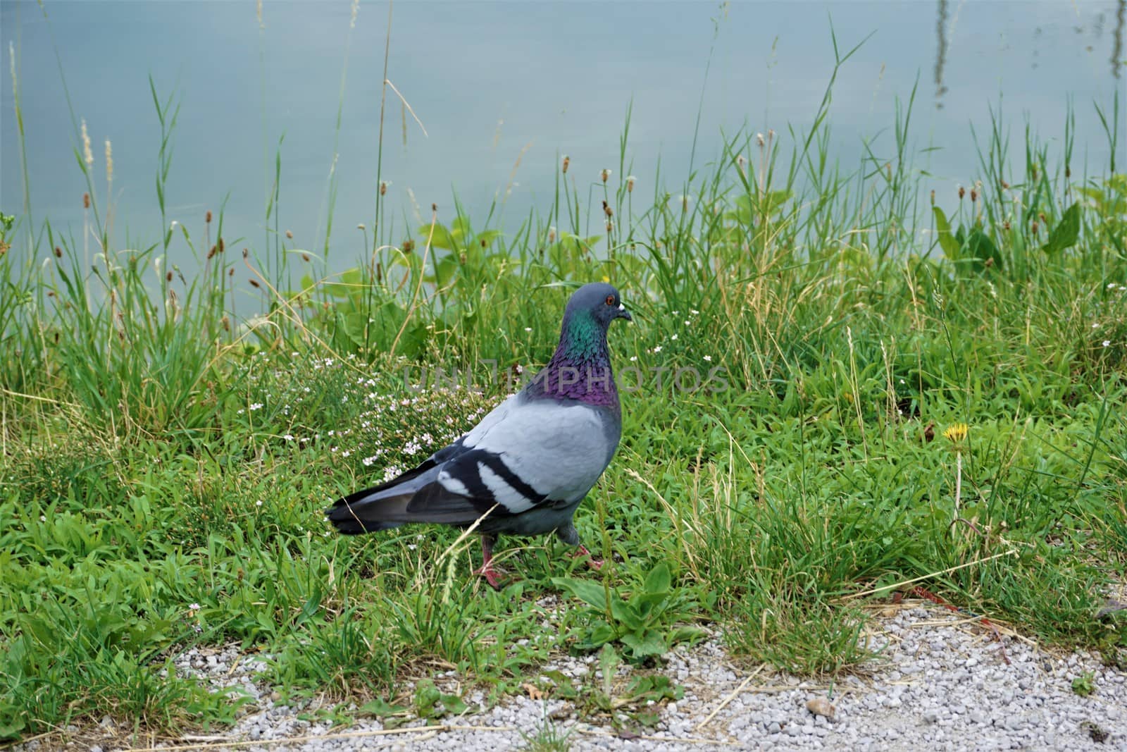 Pigeon in Maribor, Slovenia walking by the Drava river