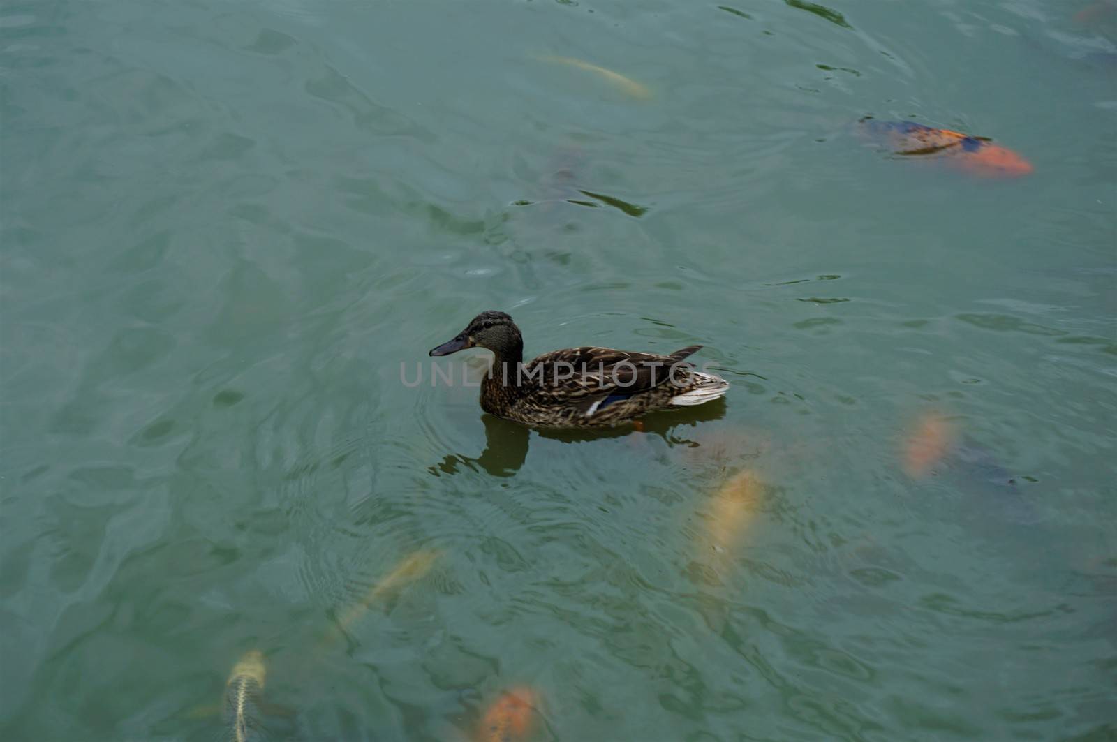 A duck and some koi in a lake in Maibor, Slovenia