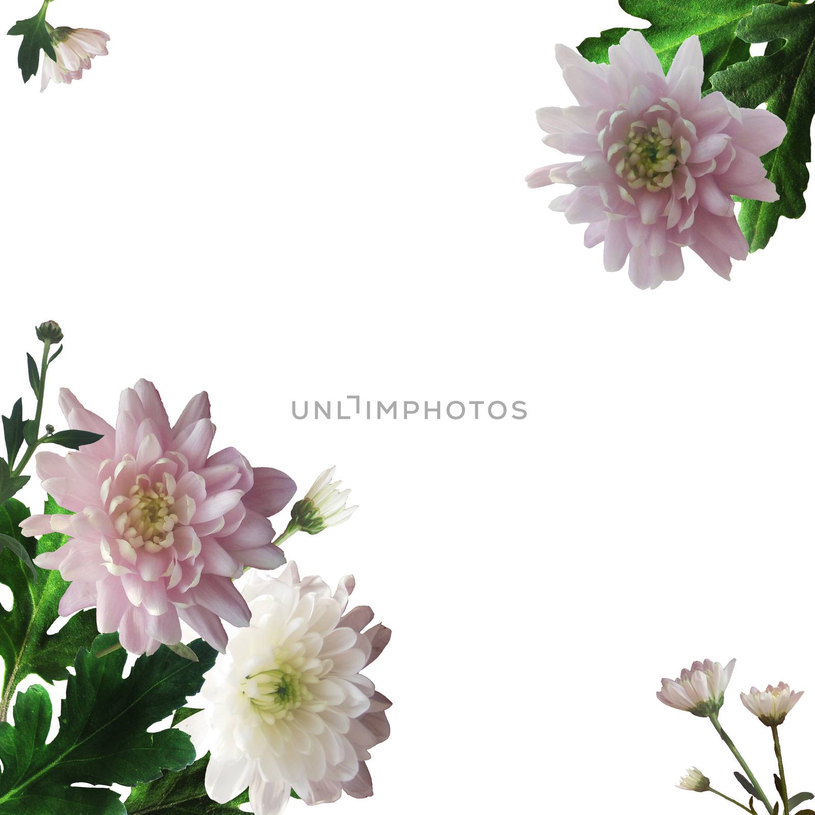 Pink and white chrysanthemums on a white background. Card with a floral botanical composition with realistic flowers and green leaves in the corners.