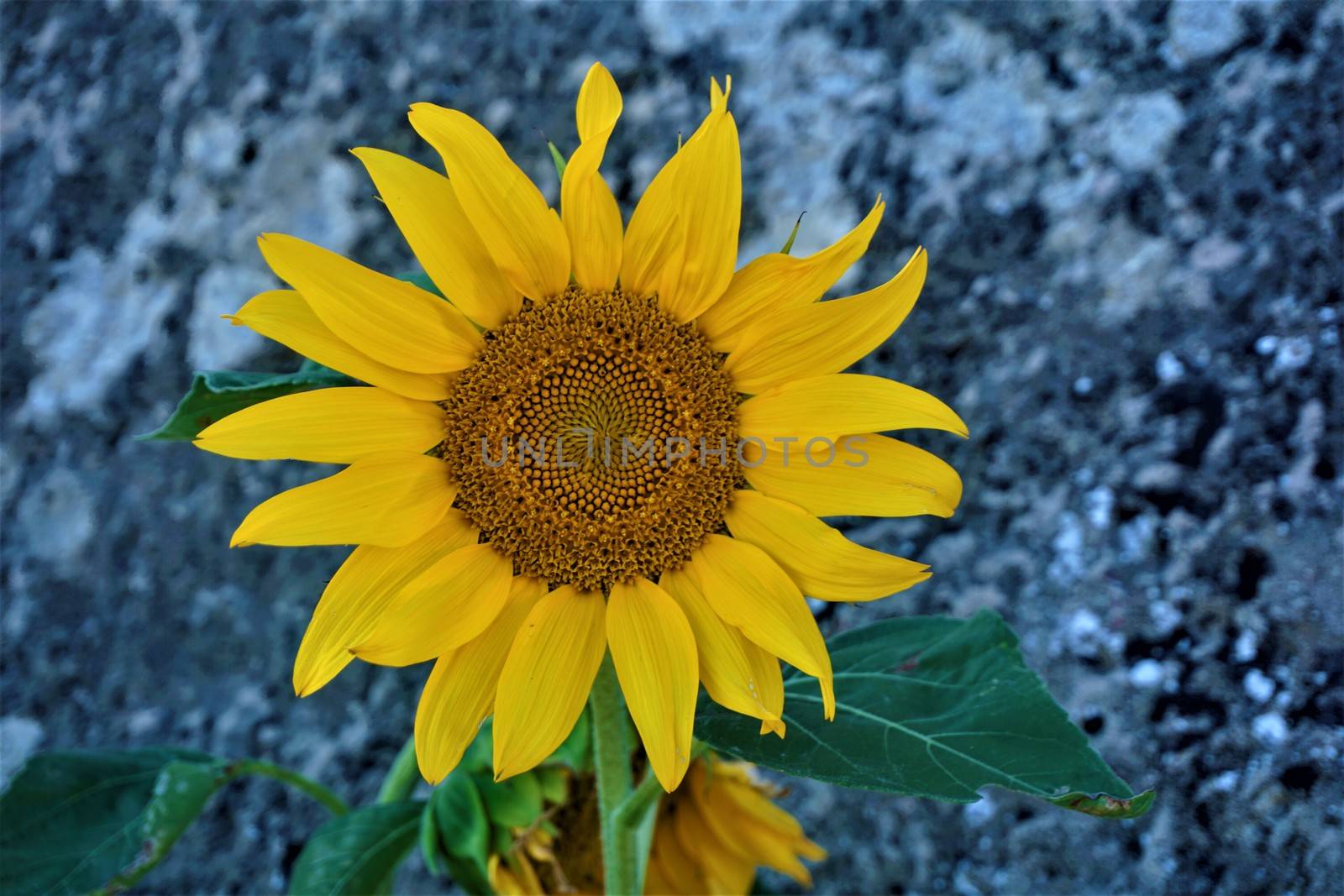 Sunflower in front of concrete wall by pisces2386