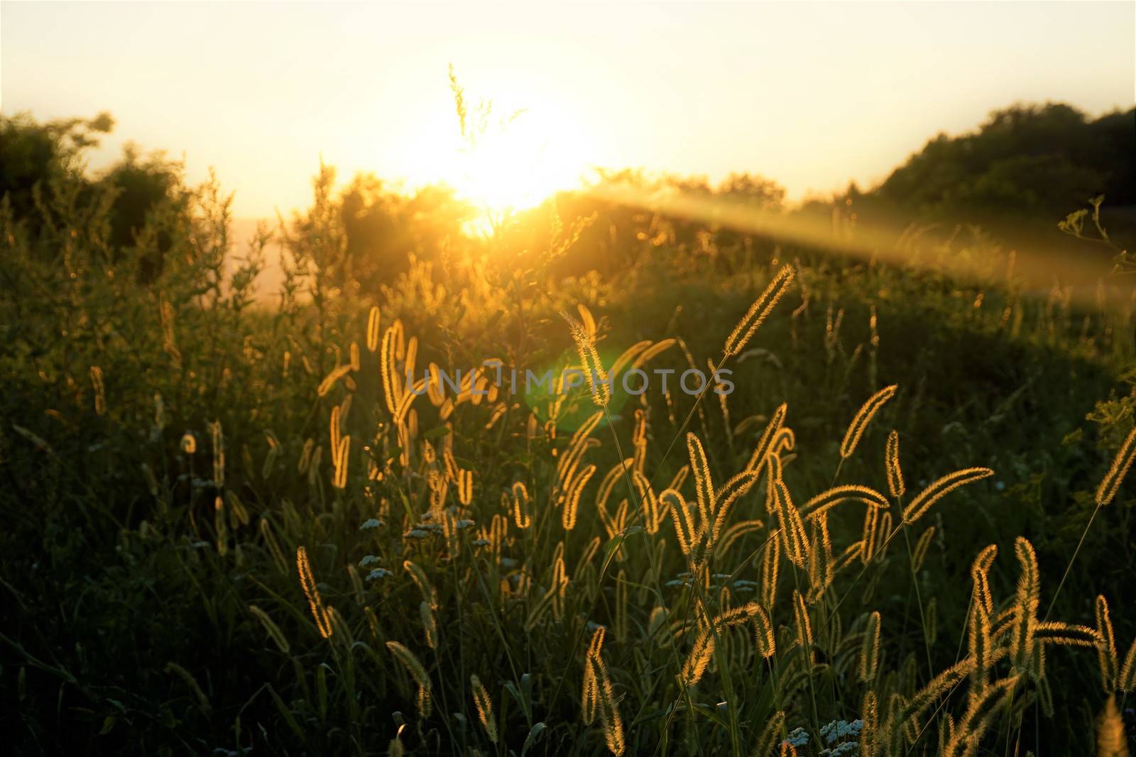 Sunset over sweet gras in Ptuj, Slovenia