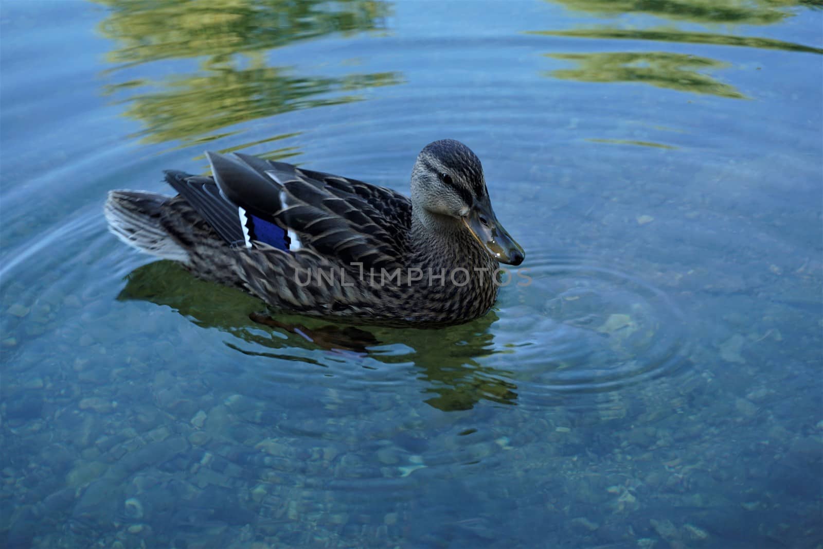 A duck on the Krka river in Kostanjevica na Krki, Slovenia
