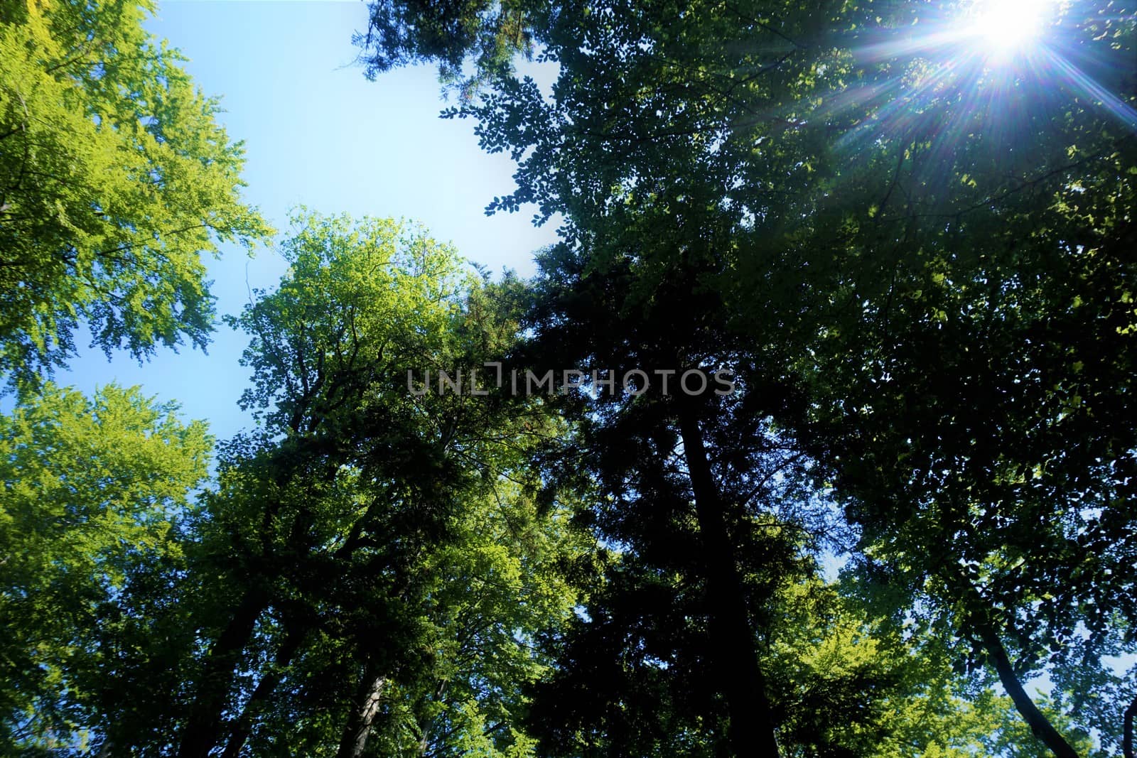 The sun shining in the forest over Baza 20 in Kocevski rog, Slovenia