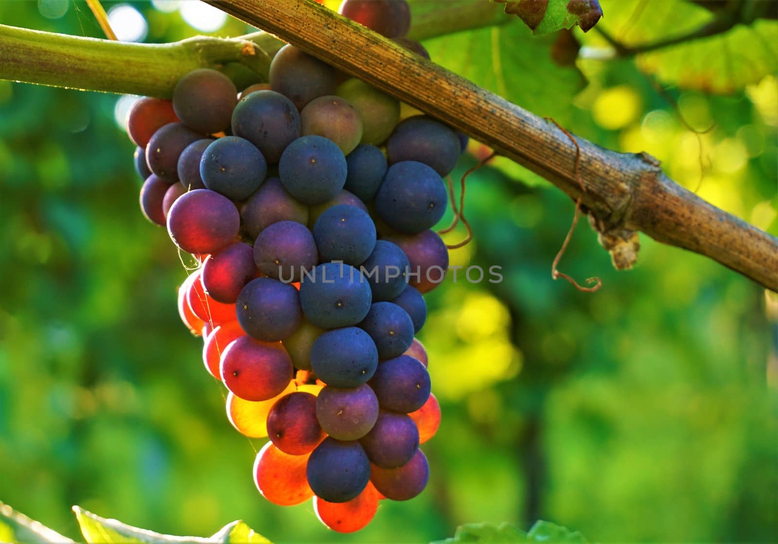 A photo of blue grapes in the sun