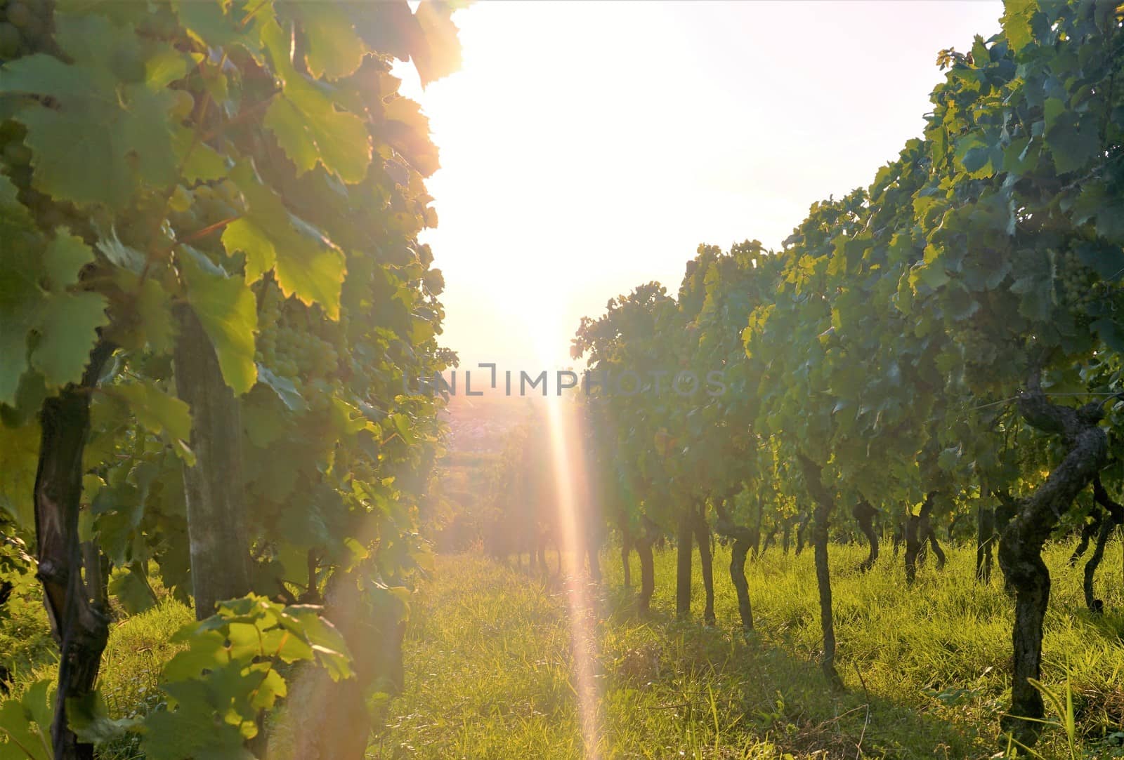 Photo of a vineyard in the evening sunshine
