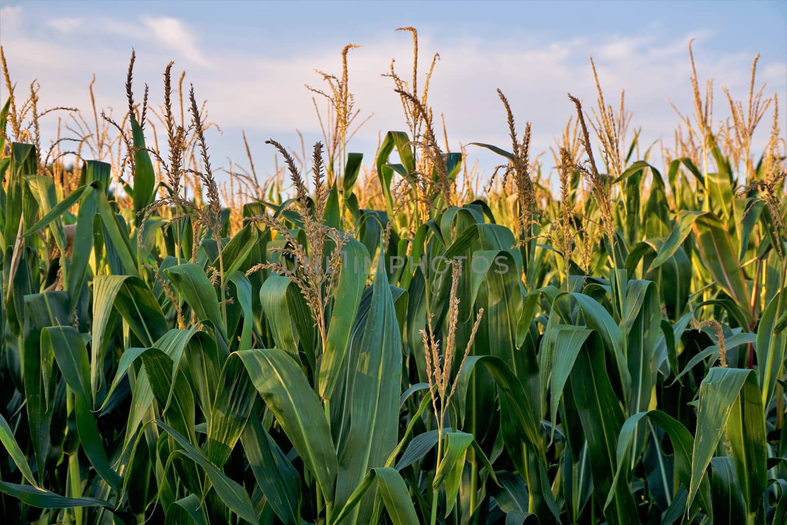 Corn field in front of blue sky and clouds by pisces2386