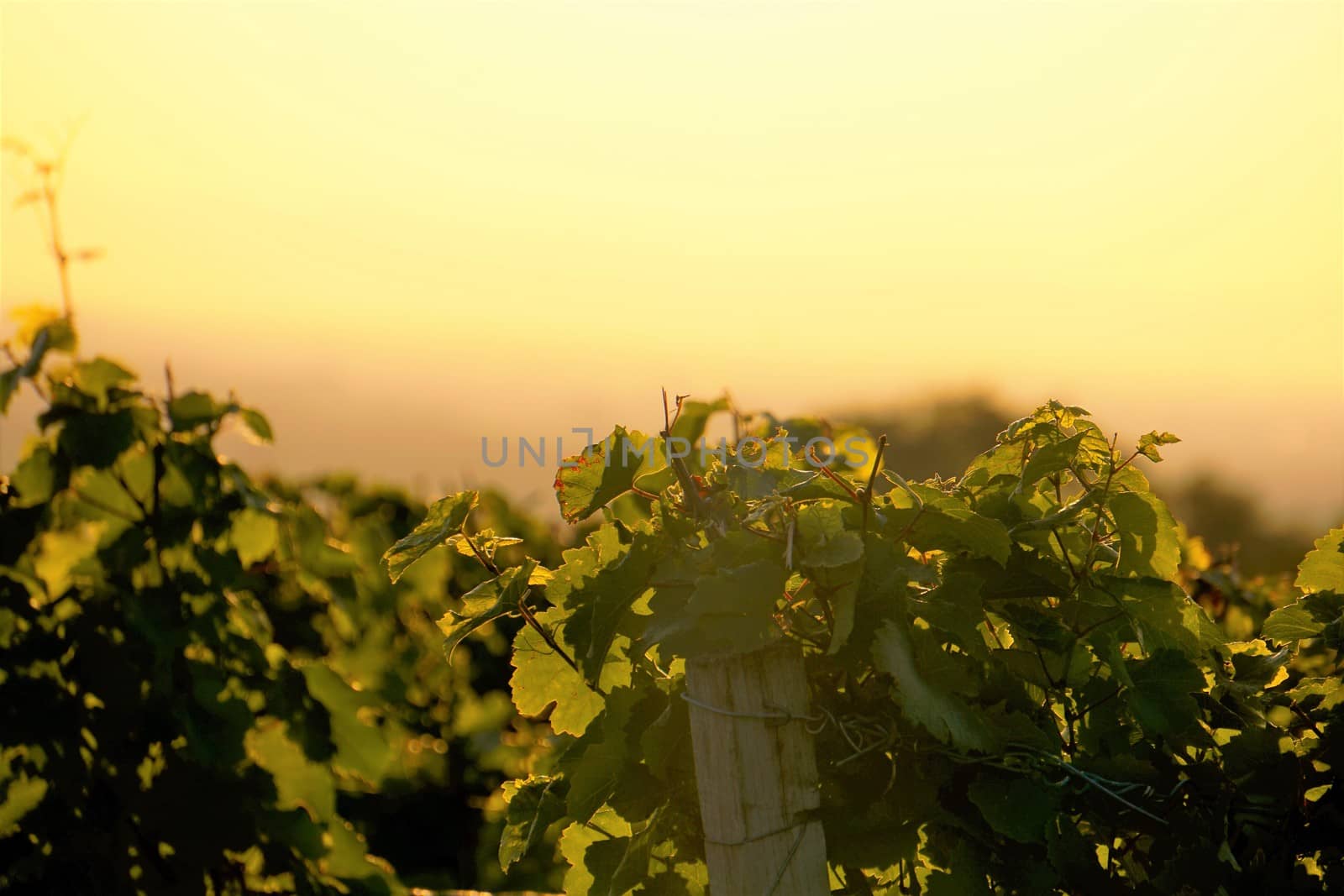 Wine leaves in the sunset by pisces2386