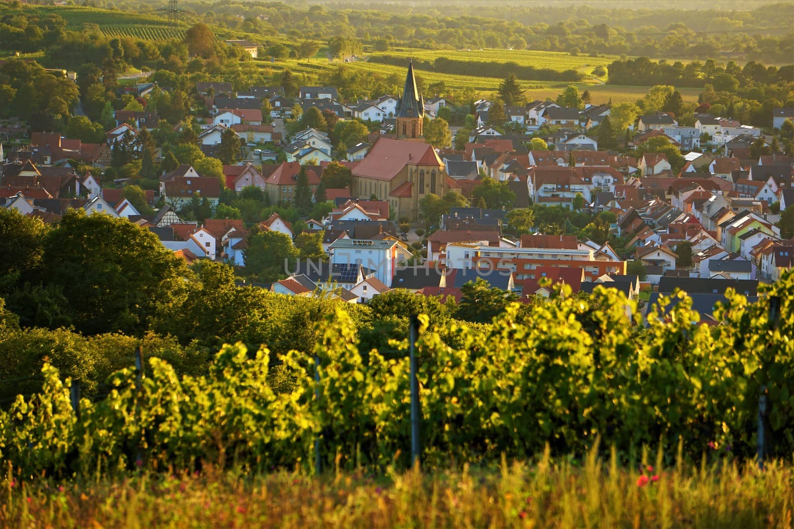 A photo of a vineyard on top of a village