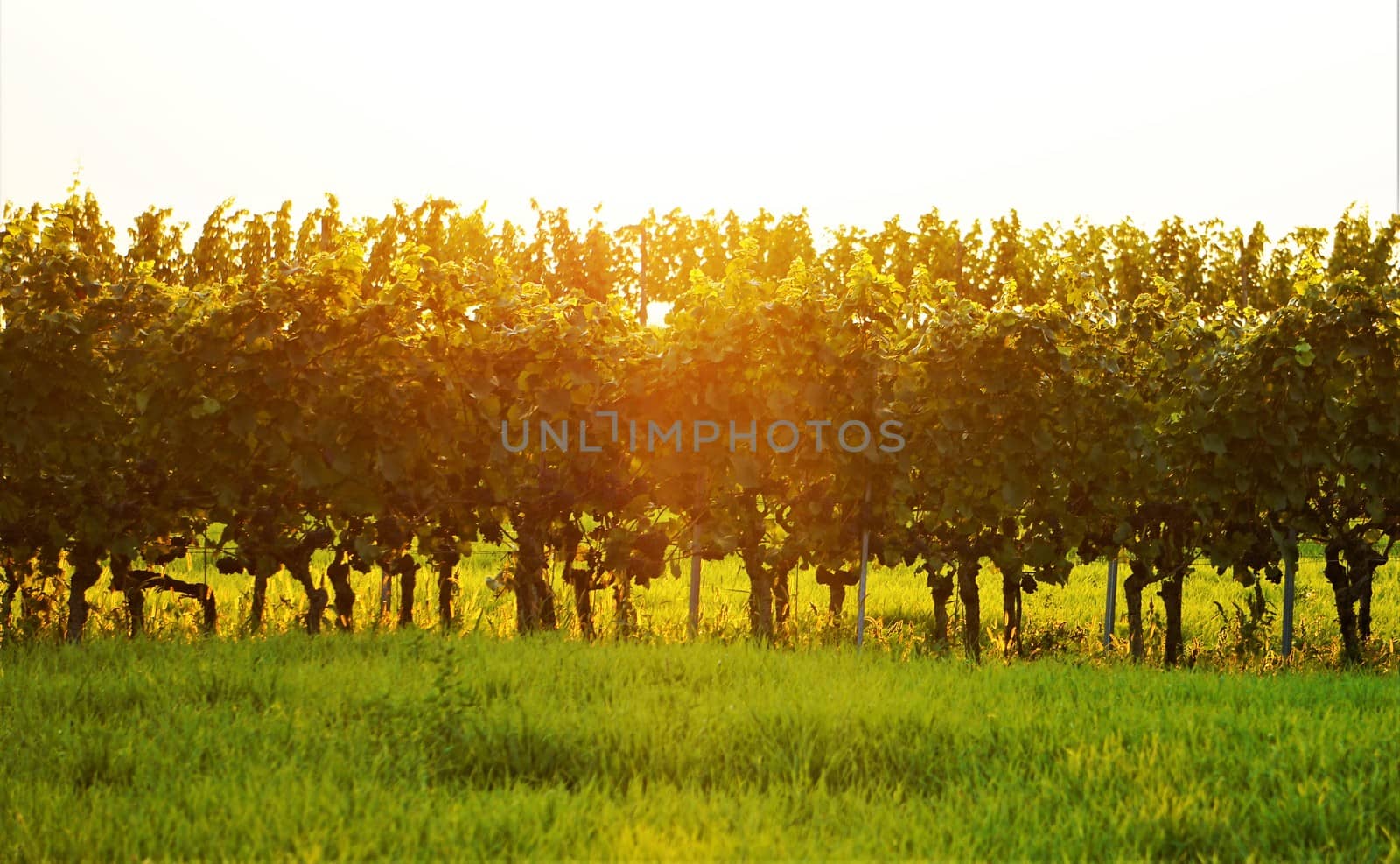 Photo of a vineyard in the golden evening sun