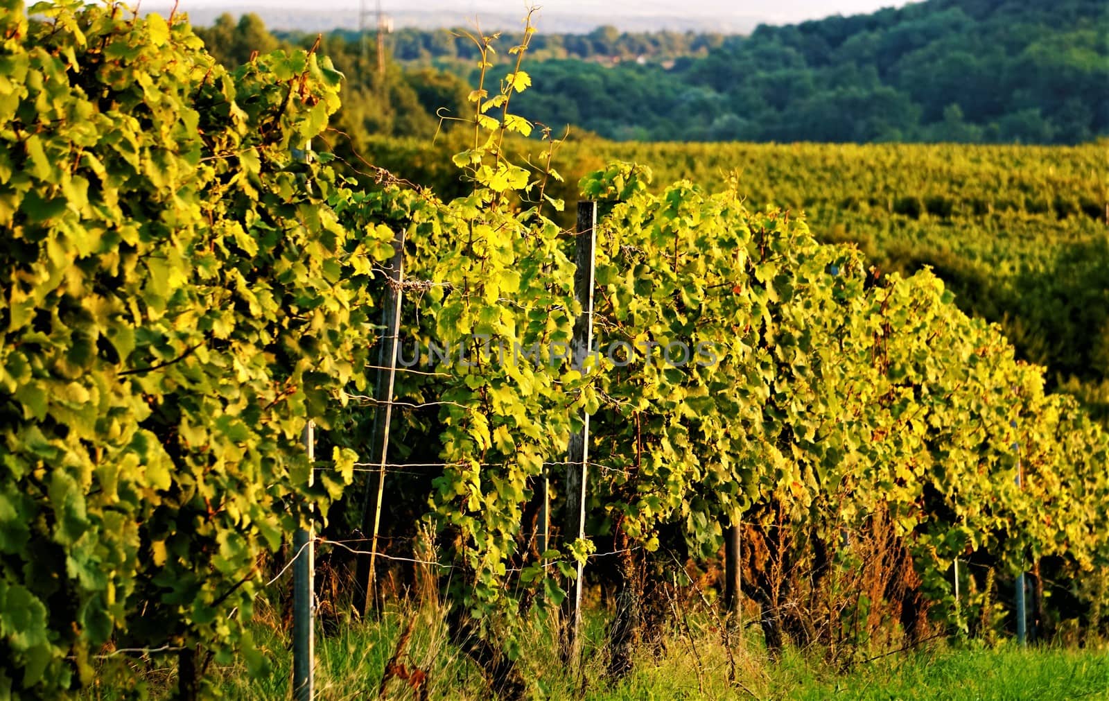 Vineyard in front of a hill by pisces2386