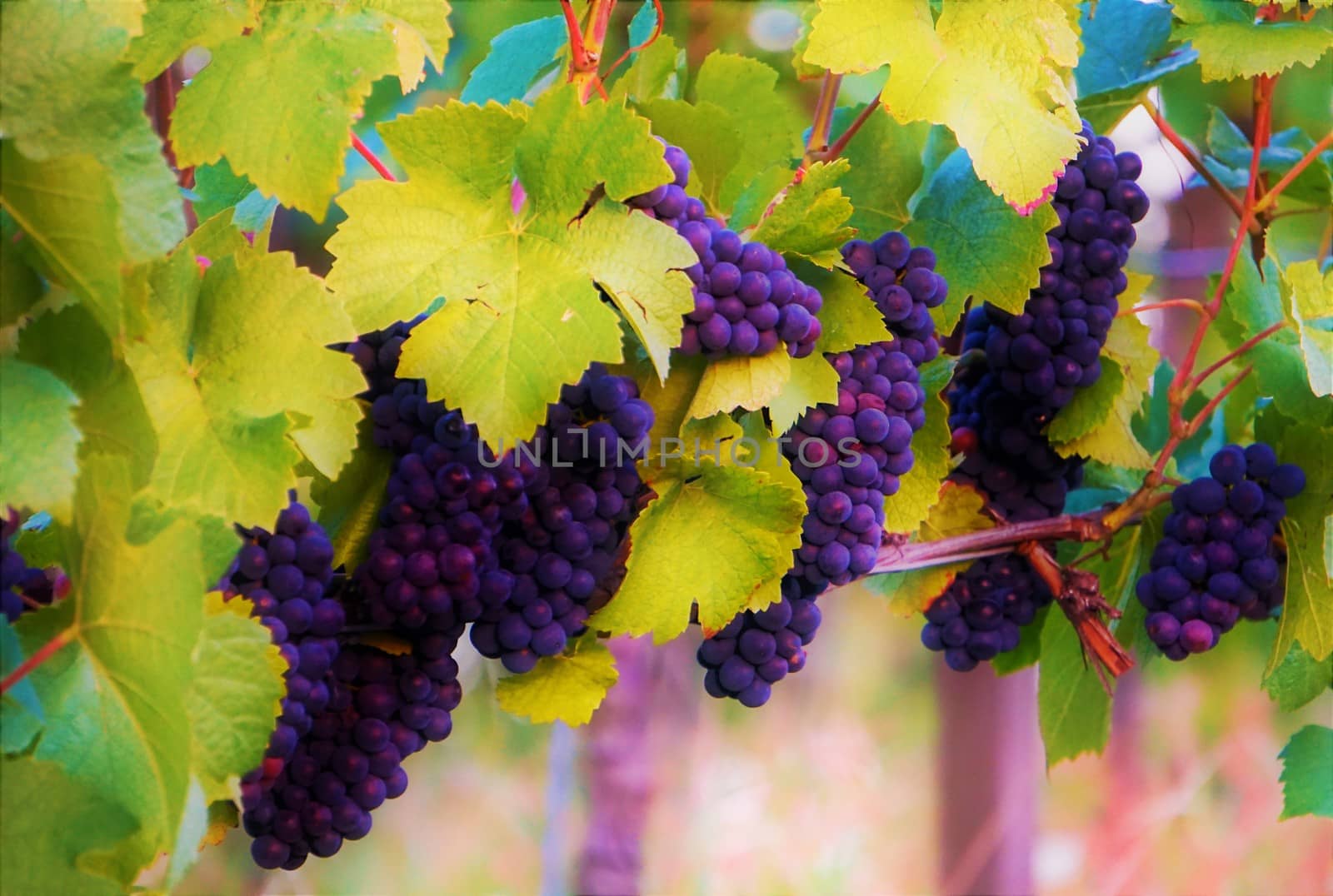 Lots of blue grapes and leaves on vine