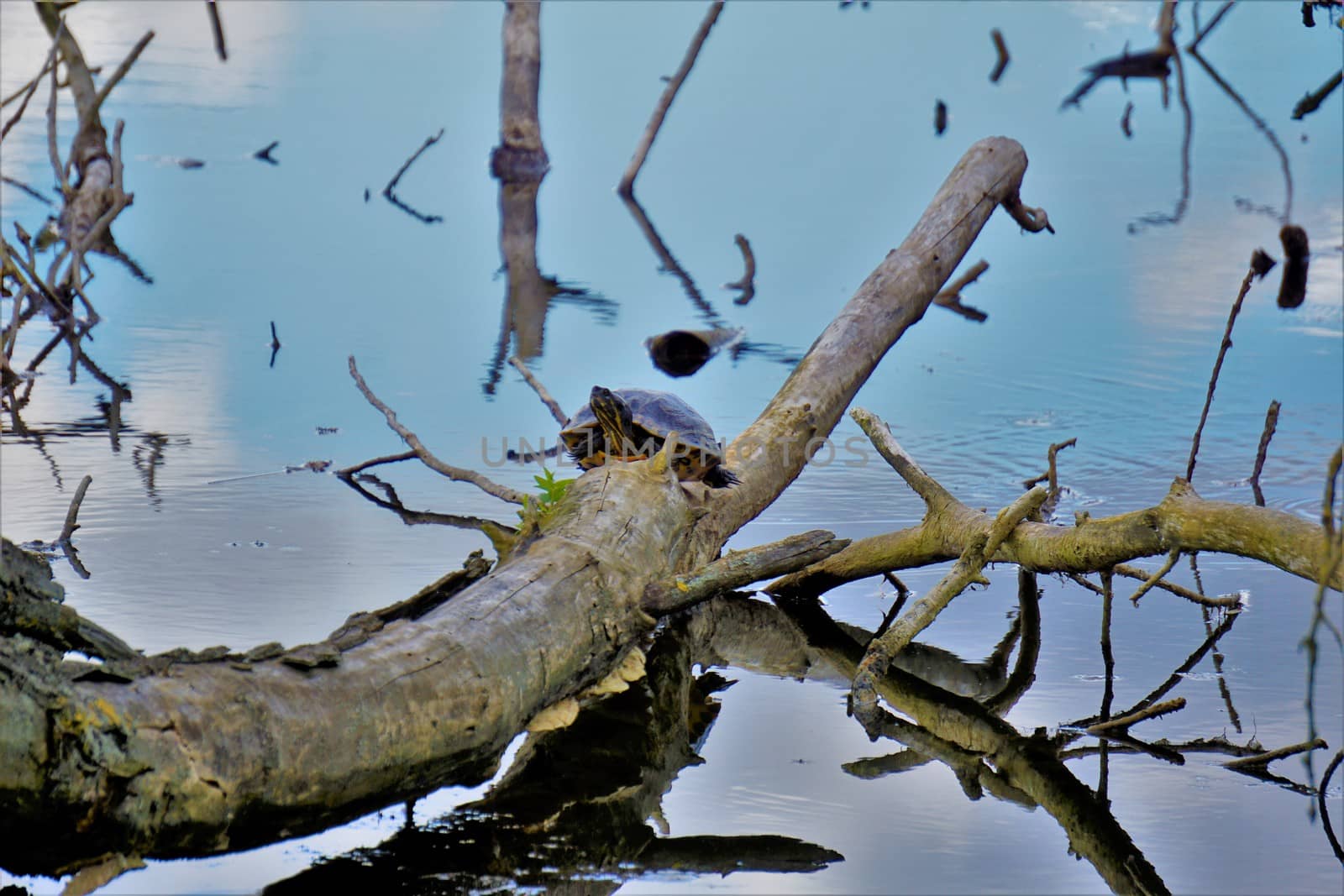 A Turtle sitting on a dead tree in blue lake