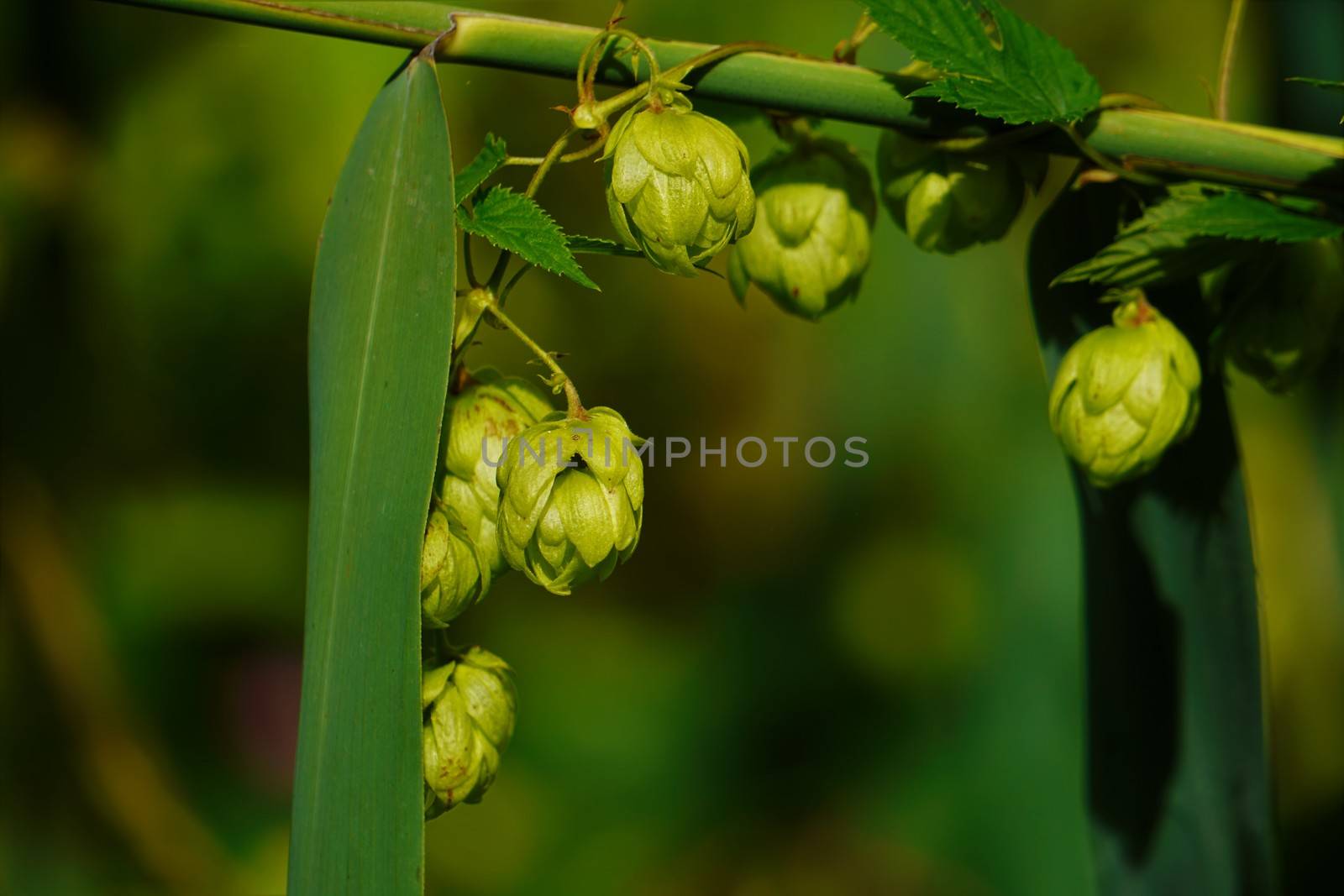 Female hop blossoms in the sun end of summer