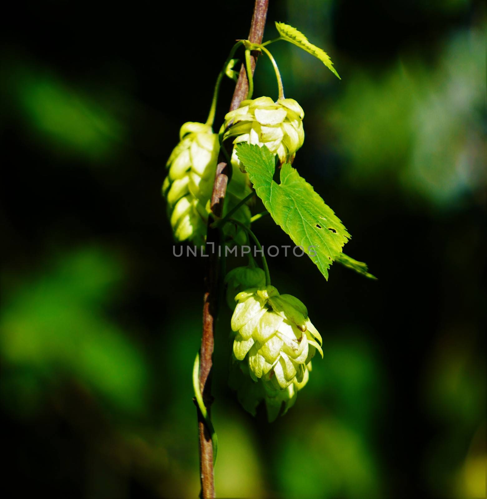 Gracile hop branch with blossoms in the sun