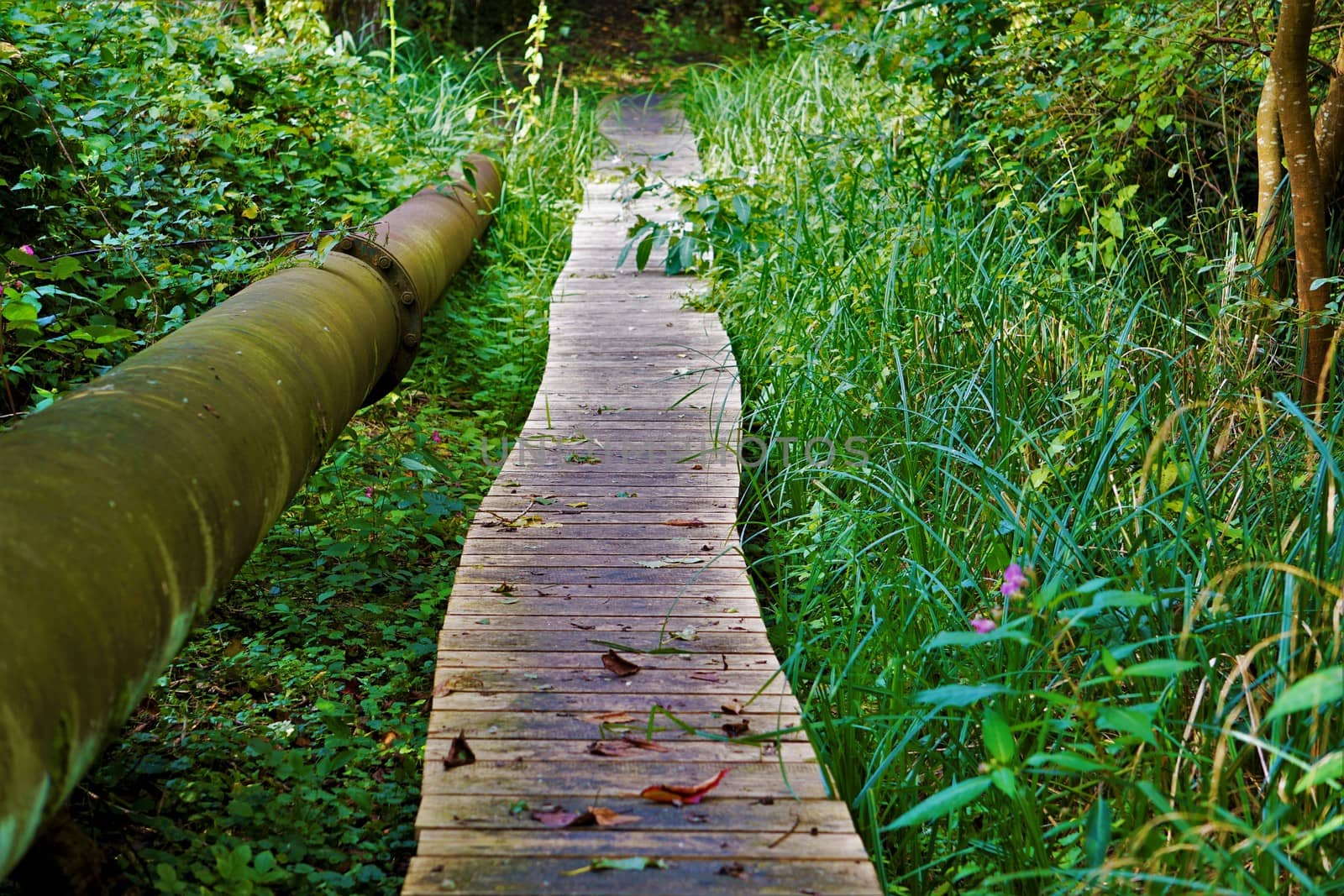 Boardwalk and pipeline in the wilderness by pisces2386