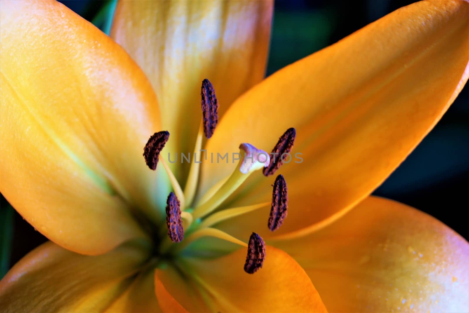 Close up of a beautiful orange lily blossom