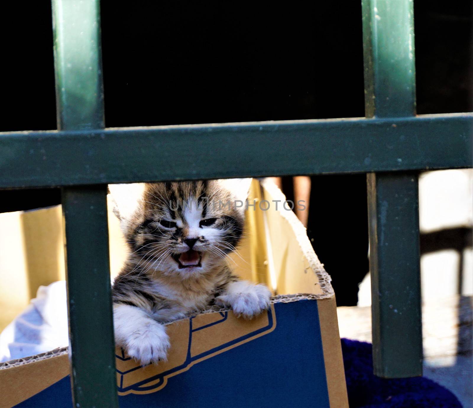 Homeless kitten meowing in a cardboard box