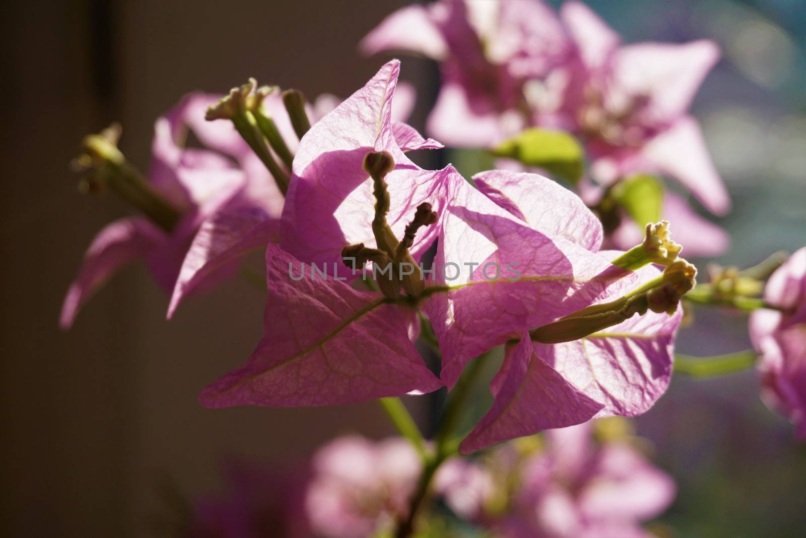 A close up of some Bougainvillea blossoms