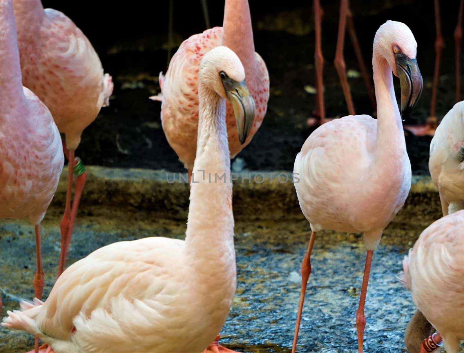 Flamingos walking in the zoo of Karlsruhe, Germany