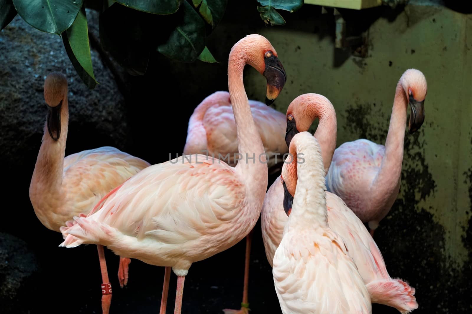 A Flamingo group standing and looking in zoo by pisces2386