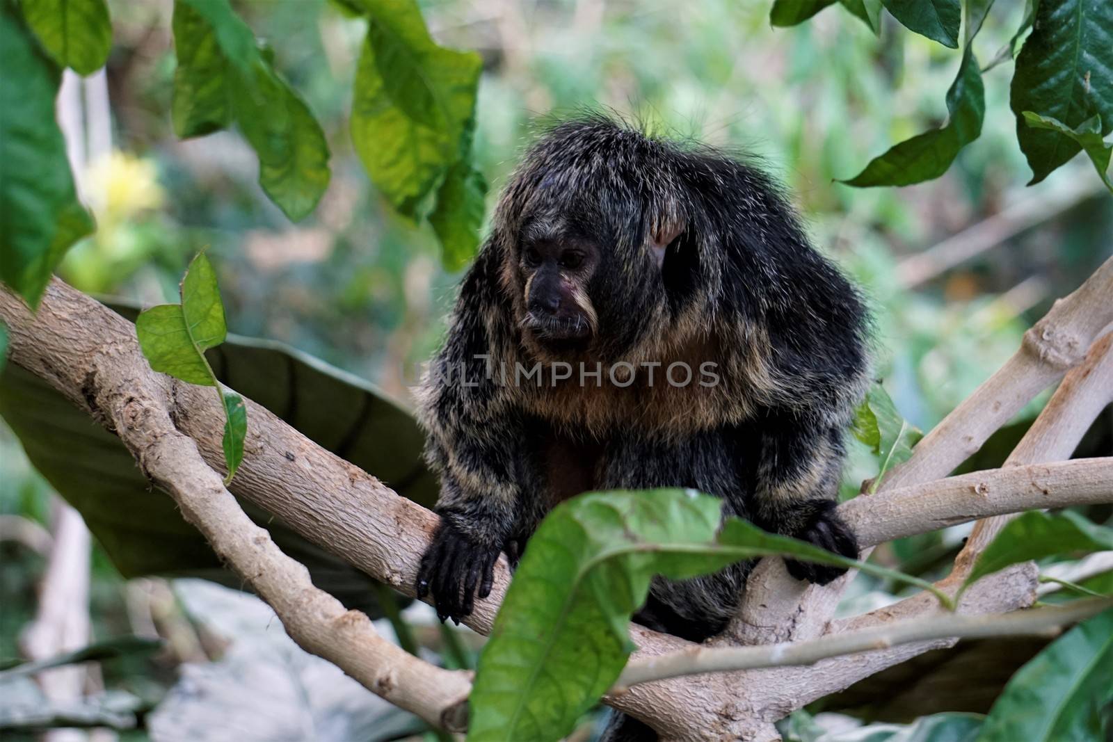 Female white-faced saki in the zoo in Karlsruhe, Germany