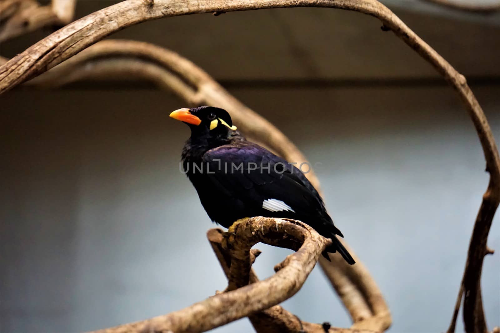 Common hill myna sitting on a branch by pisces2386