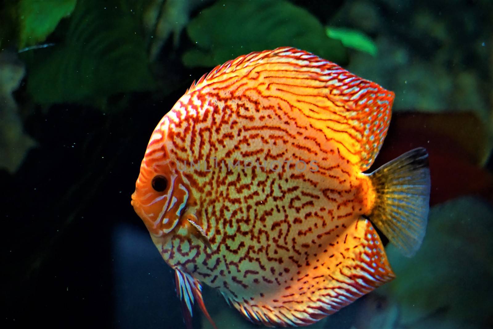 Discus fish swimming in an aquarium in the zoo
