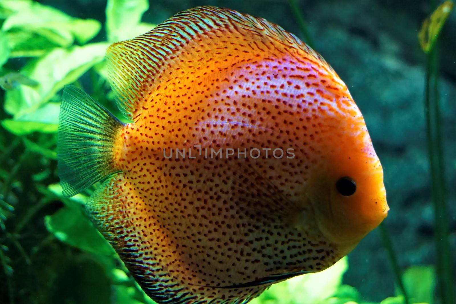 Discus fish swimming in the Karlsurhe zoo, Germany
