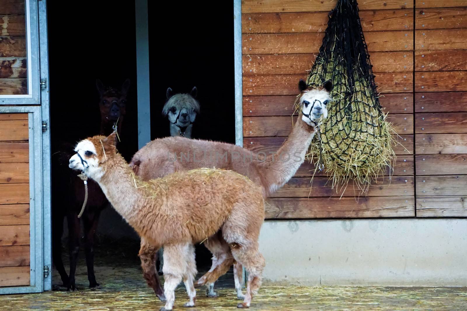 Alpaca family in front of shed in the zoo
