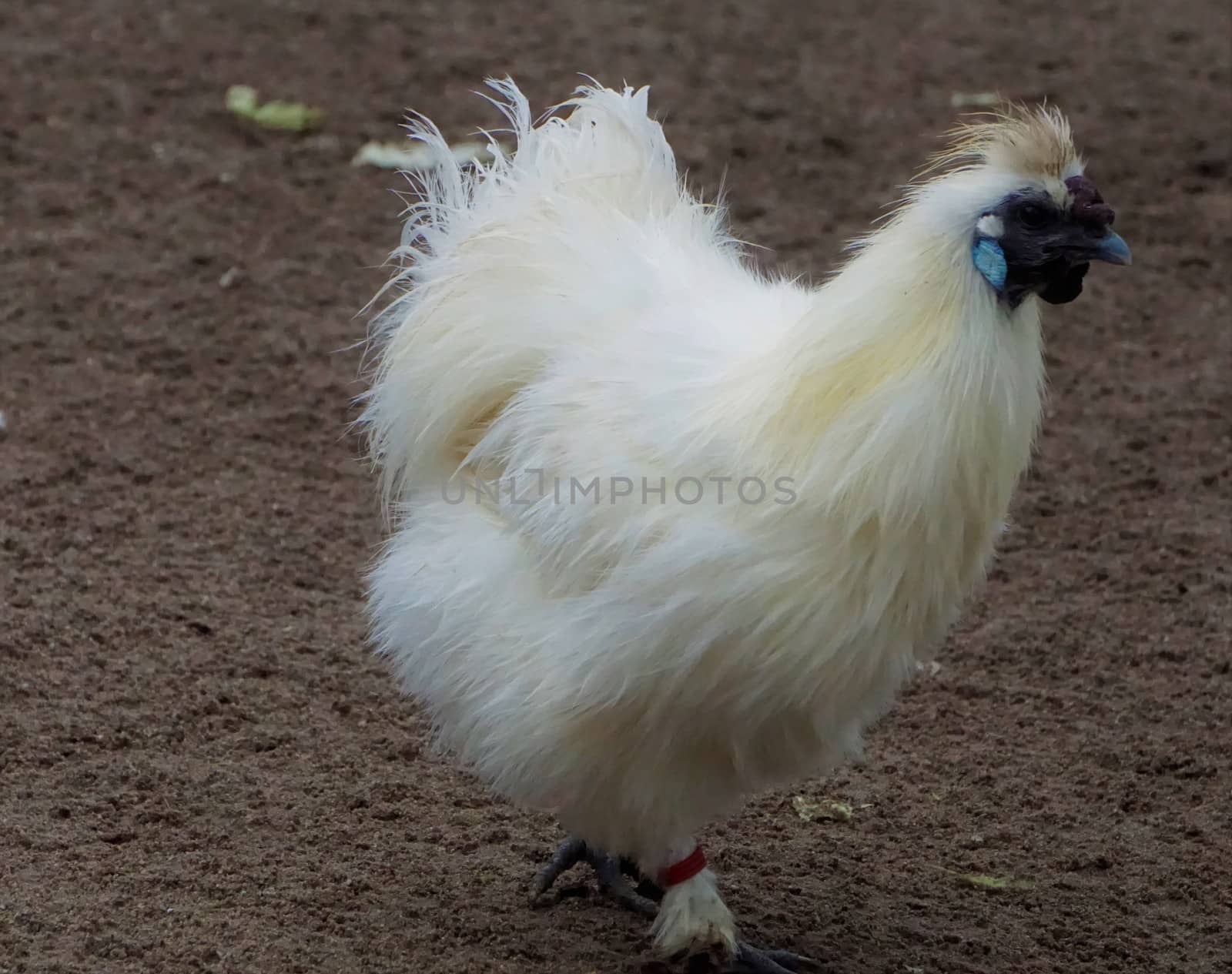 Silkie chicken in the zoo of Karlsruhe by pisces2386