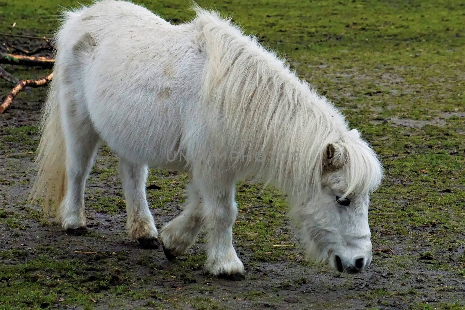 White Shetland Pony looking for something to eat