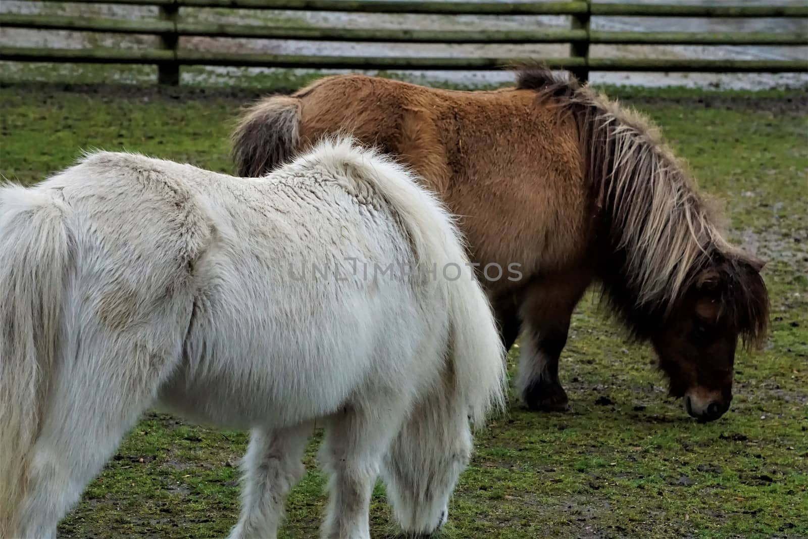 White and brown Shetland Pony on paddock by pisces2386