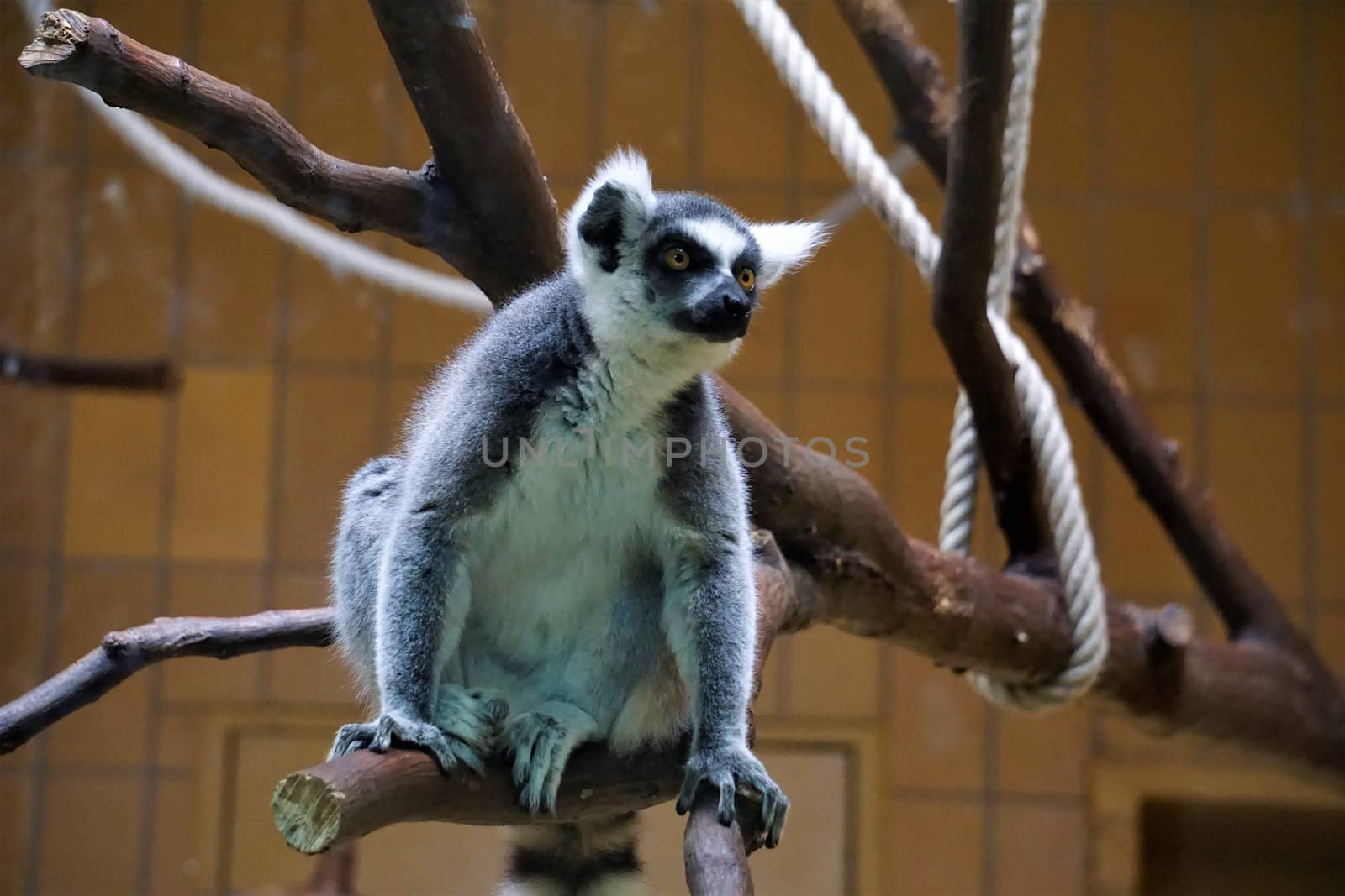 Ring-tailed lemur catta sitting on a branch in the zoo