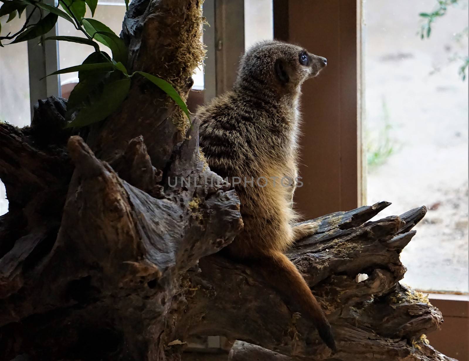 Meerkat sitting on trunk looking outside window by pisces2386