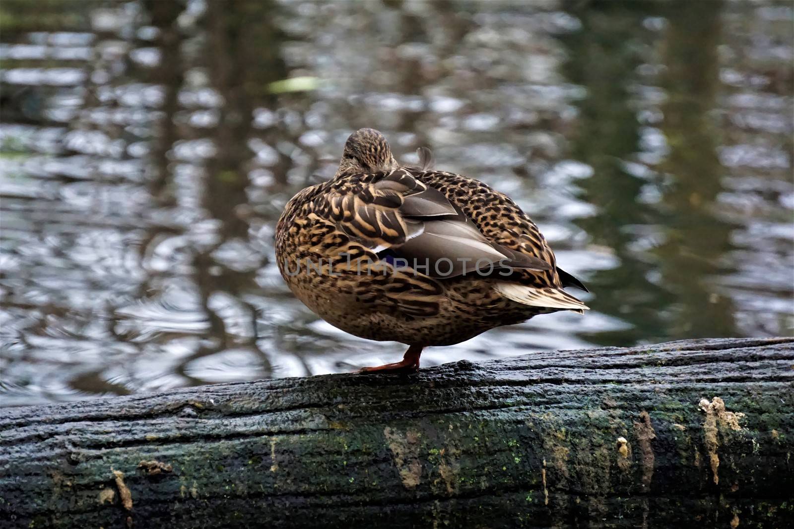 Female mallard standing on log on one leg