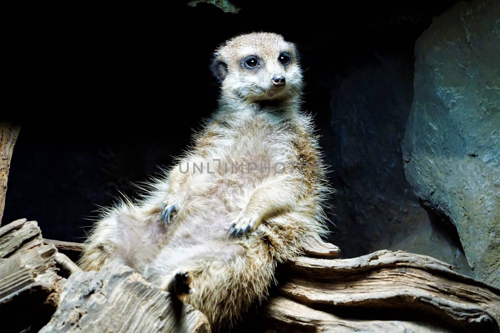 Meerkat sitting and chilling under lamp by pisces2386