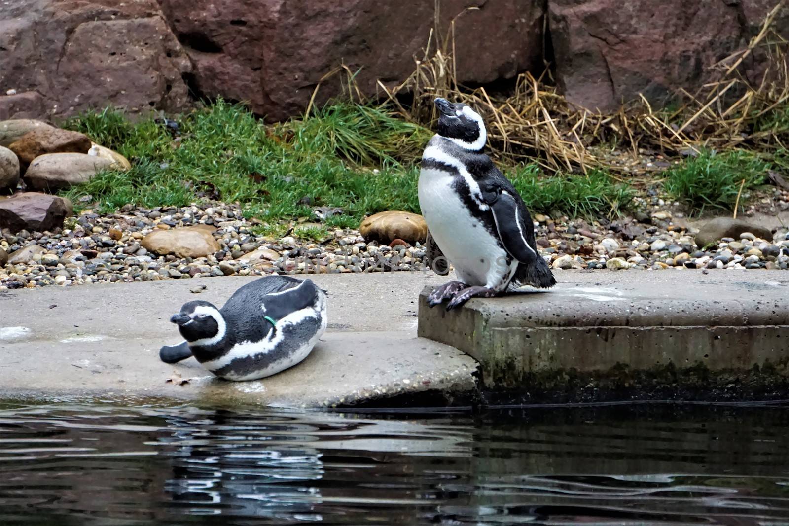 Humboldt penguin couple taking a bath by pisces2386