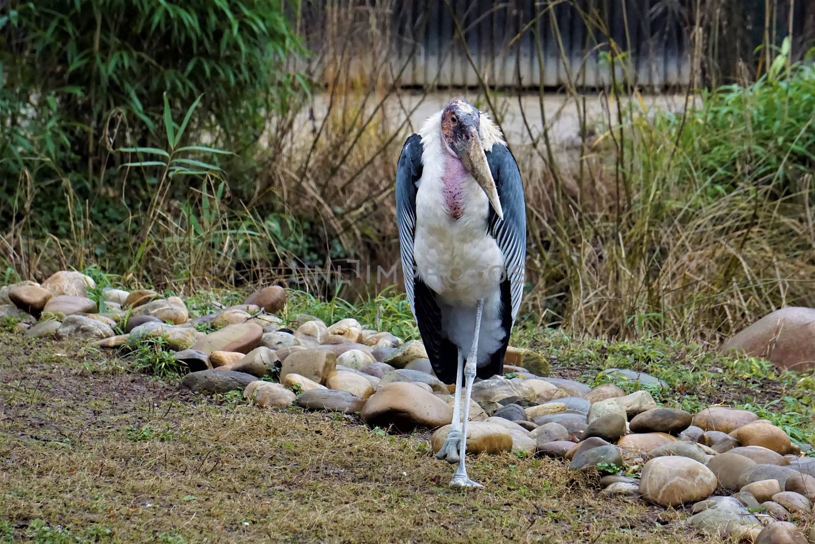 Marabou standing and looking in the zoo of Karlsruhe by pisces2386