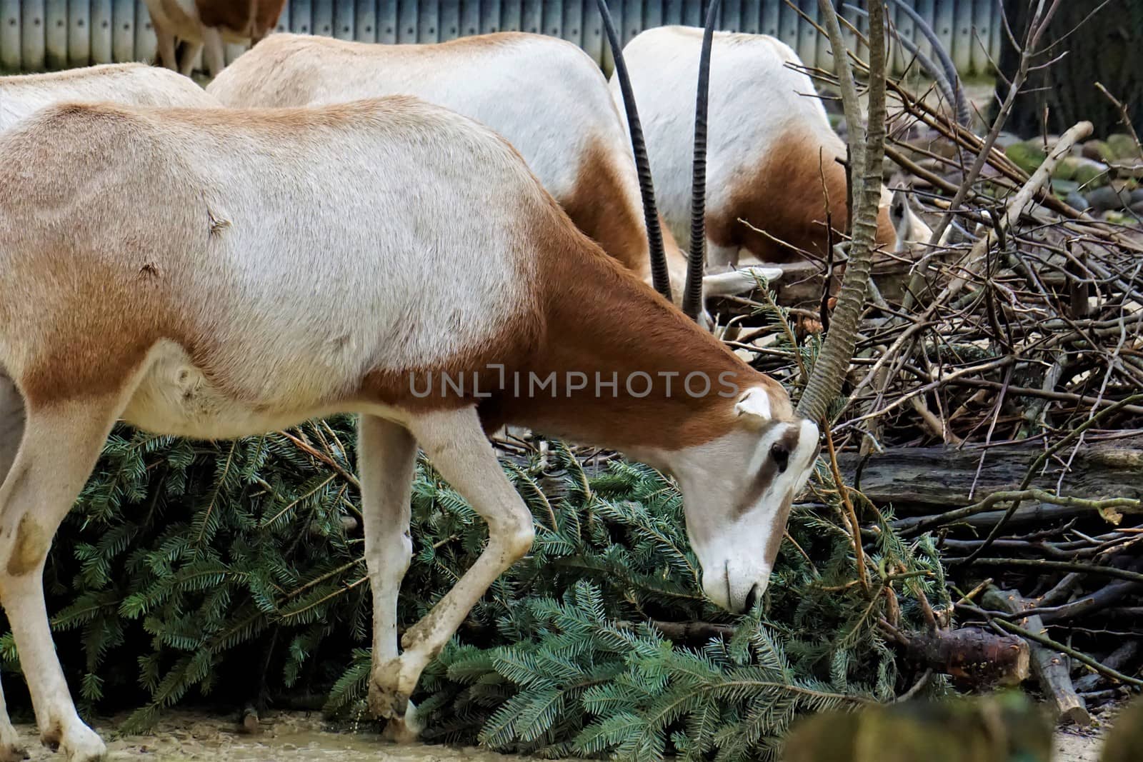 A Scimitar oryx eating a christmas tree