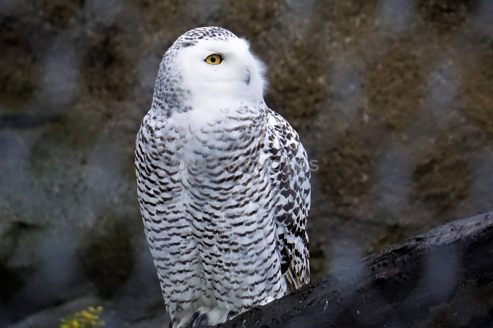 A snowy owl in the zoo looking away