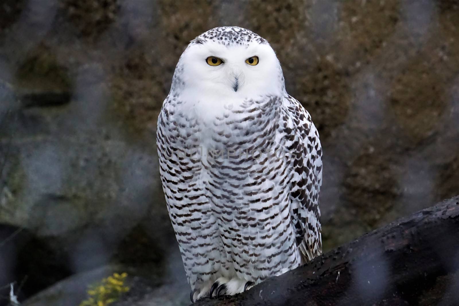 Beautiful snowy owl looking into the camera