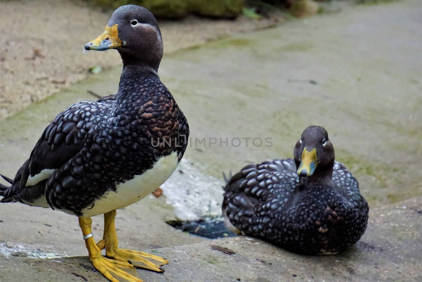 Flying steamer ducks couple standing and sitting by pisces2386
