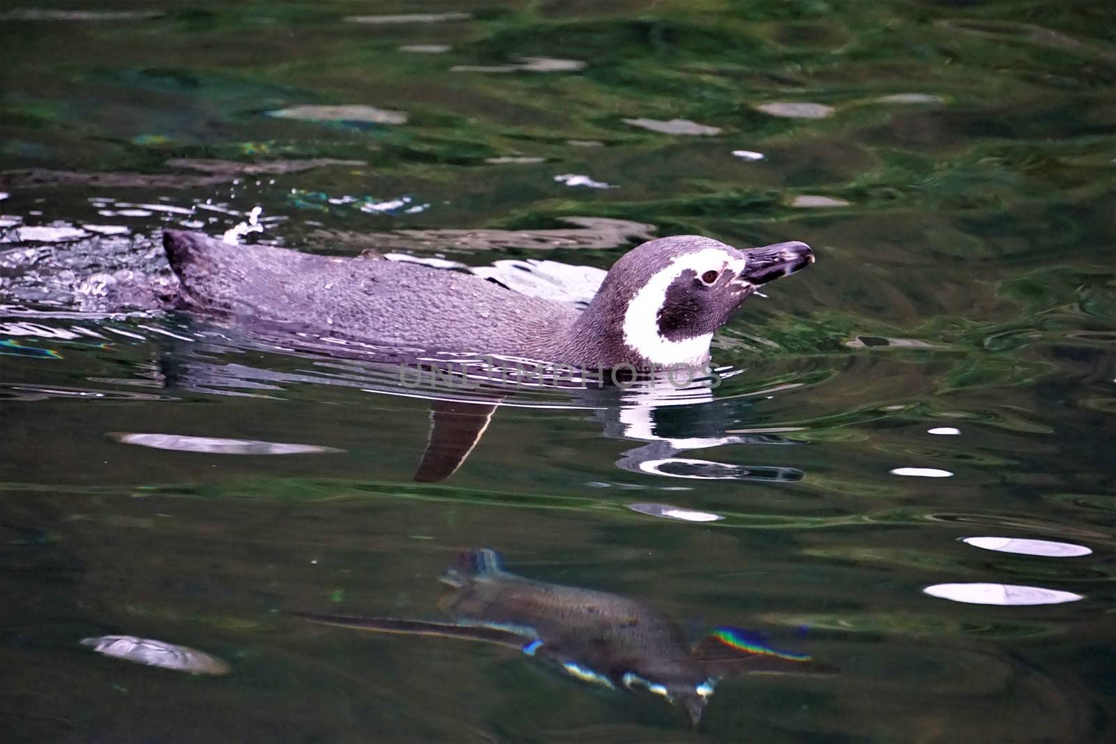 Single Humboldt penguin swimming and looking by pisces2386