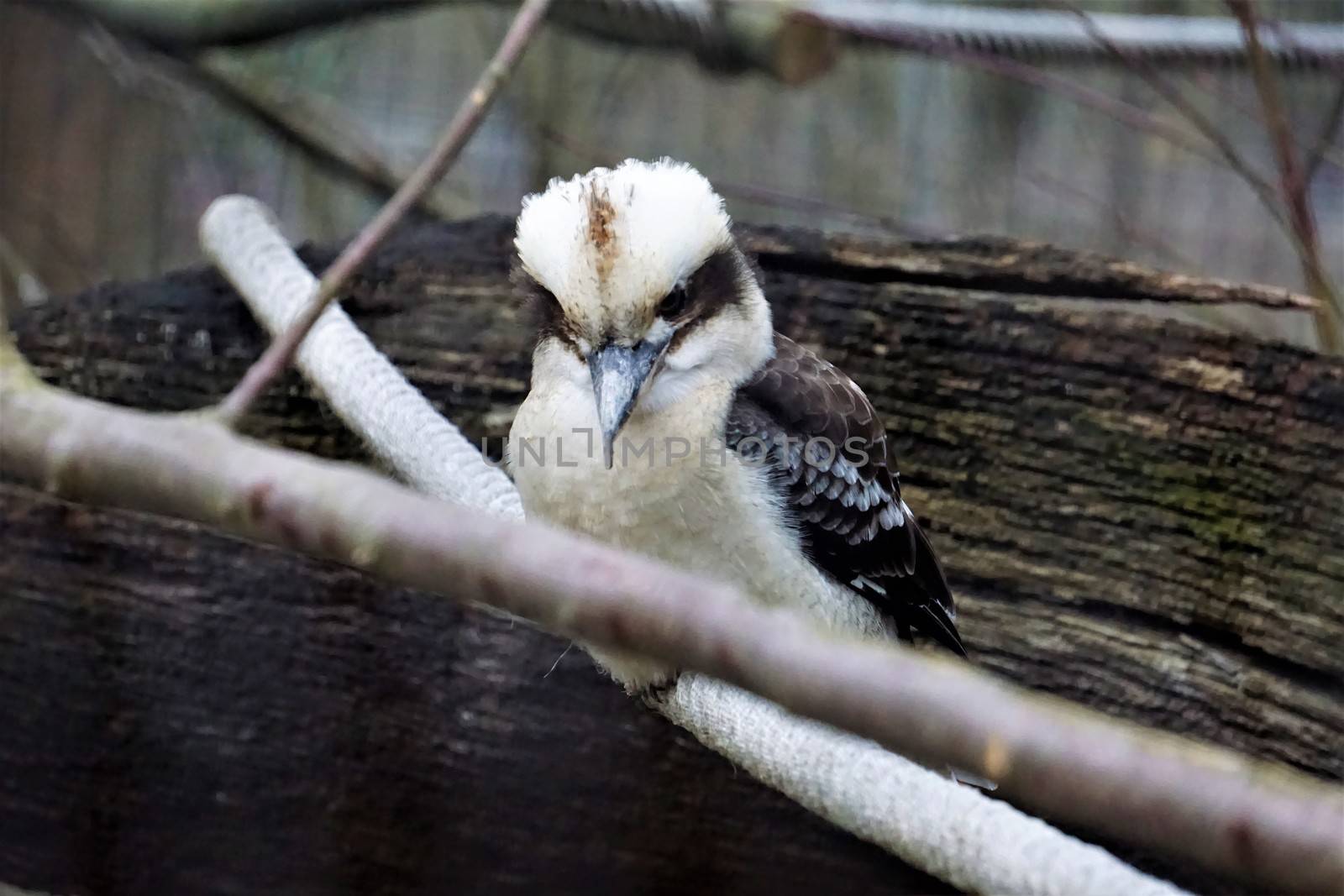 Laughing kookaburra sitting on a branch by pisces2386