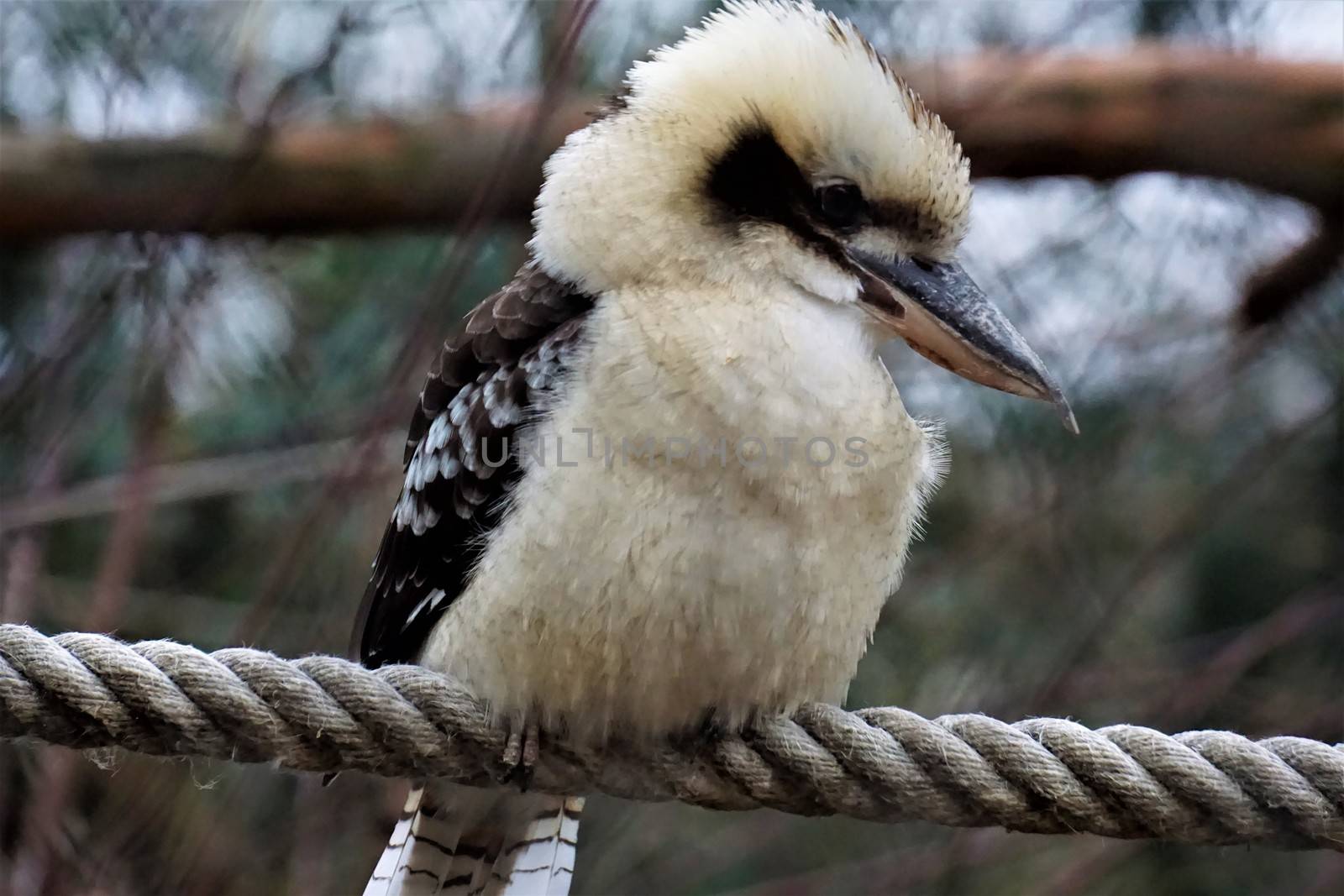 Laughing kookaburra sitting on a rope by pisces2386