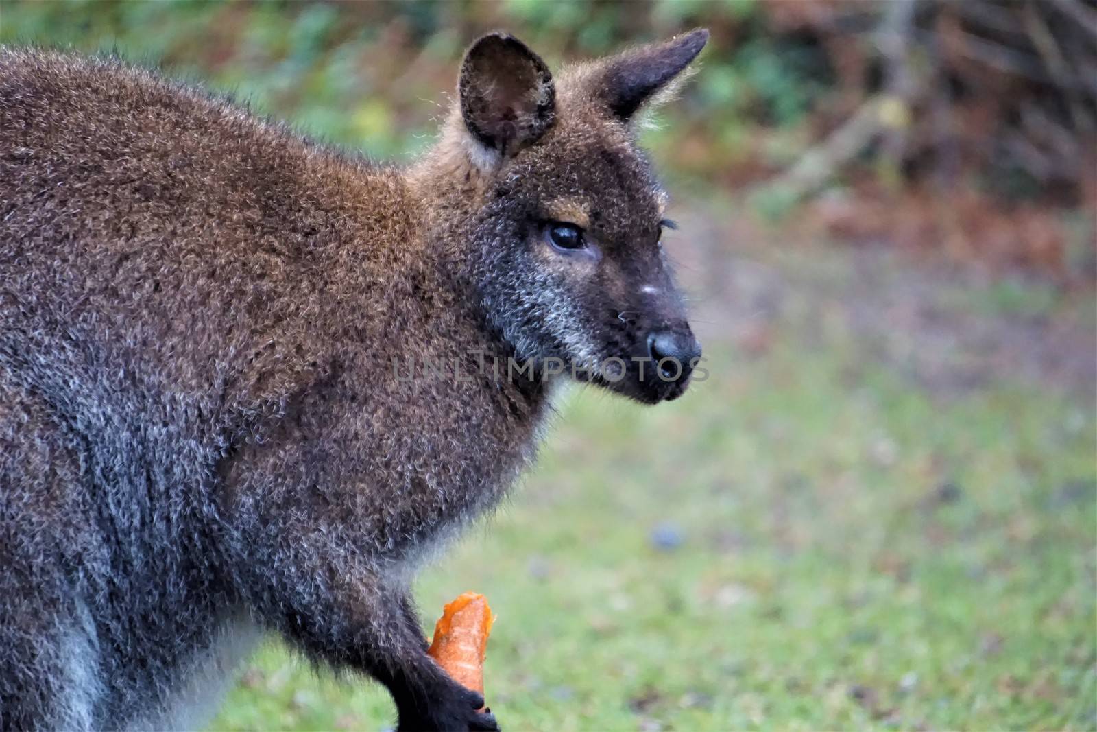 A cute red-necked wallaby eating a carrot