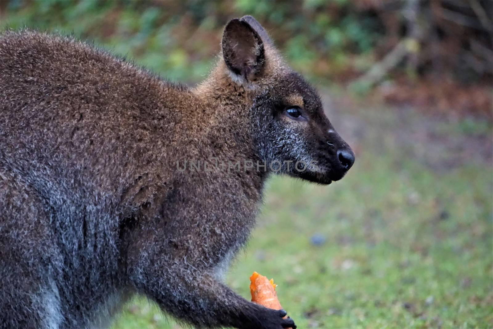 Cute red-necked wallaby eating a carrot in the zoo