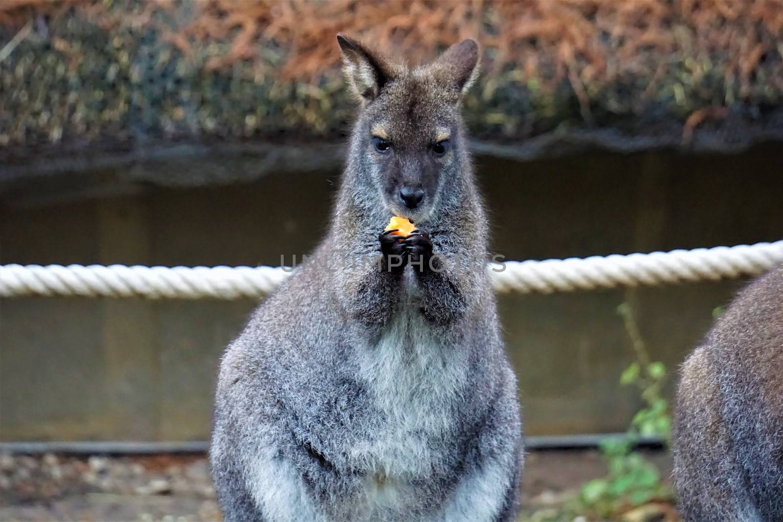 Cute looking red-necked wallaby eating by pisces2386